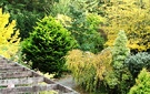 Trees Driveway Pergola