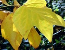 Tulip Tree Yellow