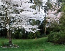 Two Blossom Trees