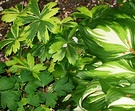 Variegated Hosta Astrantia Spring