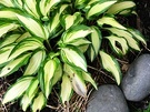 Variegated Hosta Leaves Stones