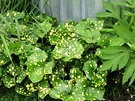 Variegated Ligularia Spotty