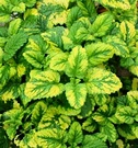 Variegated Mint Leaves