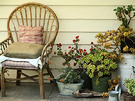 Verandah Chair Succulent