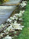 Verbascum Water Side