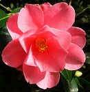 Warm Camellia Pink