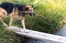 Water Plank Walk Dog