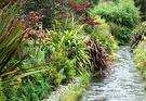 Water Stream Plants