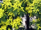 Wattle Acacia Flower