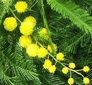 Wattle Yellow Flower