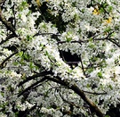 White Blossom Tree