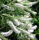 White Hebe Shrub