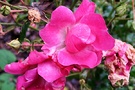 Winter Pink Cluster Rose