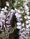 Wisteria Flower