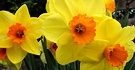 Yellow Daffodils Orange Trumpet