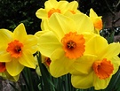 Yellow Daffodils Orange Trumpets