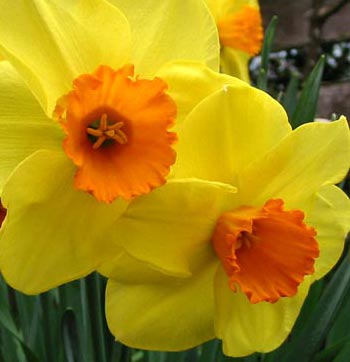  plant Graphics and download thousands offree daffodil art, simple five 