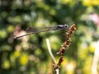 Dragon Fly Picture