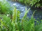 Water Fern