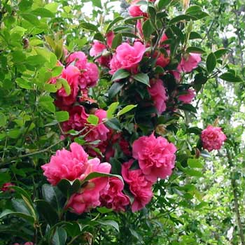 images of camellias