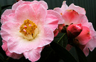 Beautiful World Camellia