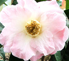 Camellia Anonymous Pink