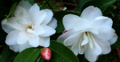 Cinnamon Camellia Small