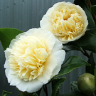 Jurys Yellow Camellia