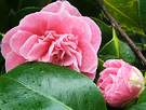 Leaf Pink Camellia