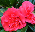 Pink Beauty Camellia