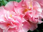 Pink Camellia Flowers