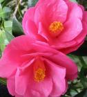 Pink Stamens Camellia