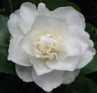 Pure White Camellia