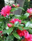 Red Camellia Shrub