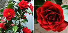 Reds Camellias