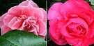 Two Pinks Camellia