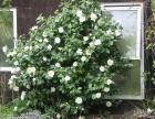 White Camellia Shrub