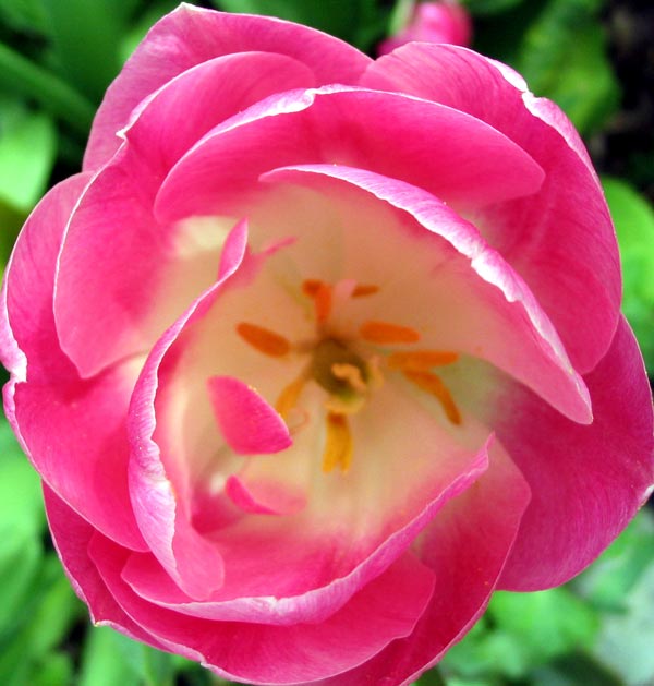 The Best Tulip Flower