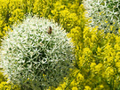 Allium White Bee