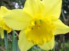 Bright Yellow Daffodil