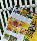 Daffodil Catalogue Bulb