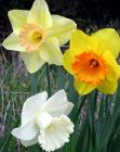 Daffodil Colours