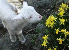 Daffodil Pet Lamb