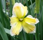 Daffodil Unusual