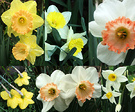 Daffodils 2
