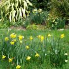 Daffodils Flax Lawn