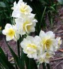 Earlicheer Daffodil