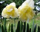Frilly Daffodils Stalks