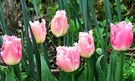 Frilly Tulip Pink