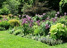Garden Alliums
